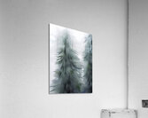 Pine tree and Winter storm Acrylic Print