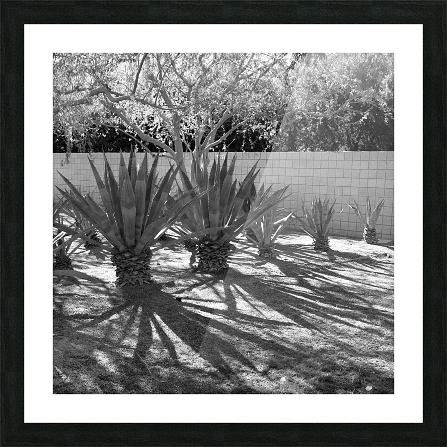 Sunnylands 01 Picture Frame print