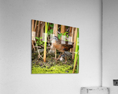 Strolling Virginia Rail Acrylic Print