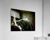Prothonotary Warbler Acrylic Print