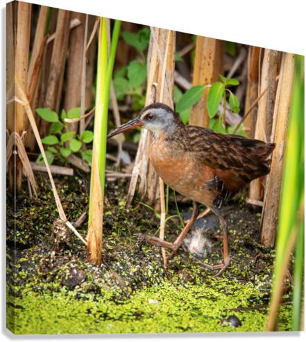 Strolling Virginia Rail Canvas Print