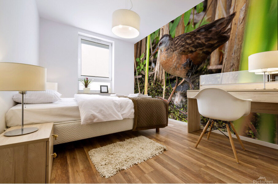Strolling Virginia Rail Mural print