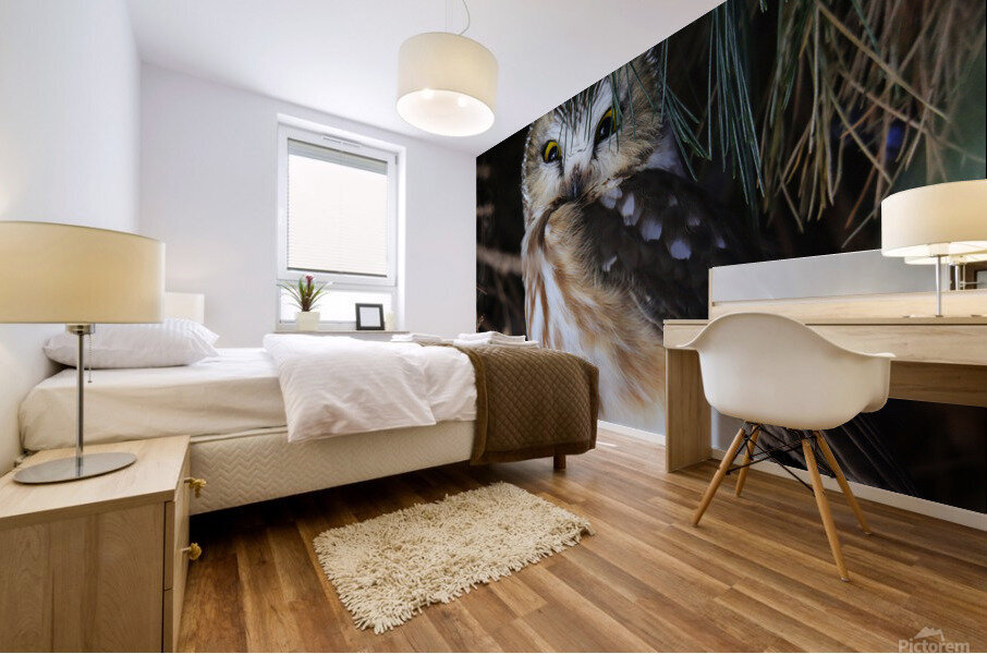 SawWhet Owl Mural print