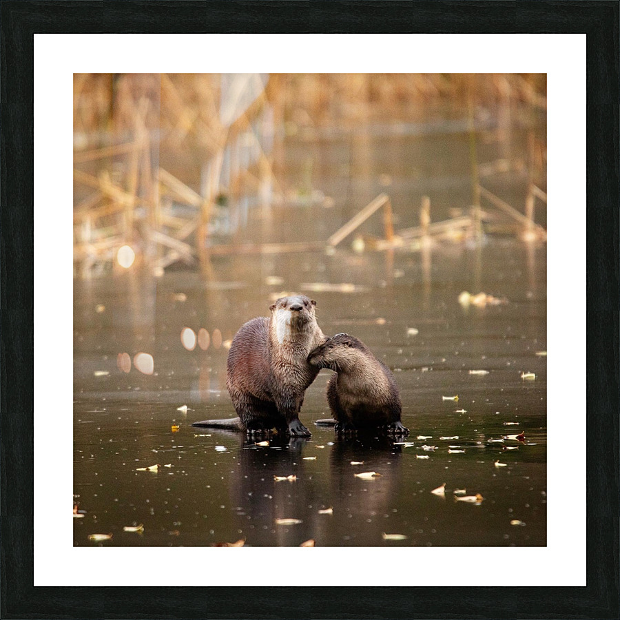 Otterly Love Picture Frame print