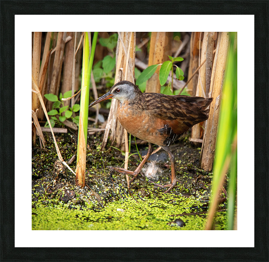 Strolling Virginia Rail Picture Frame print