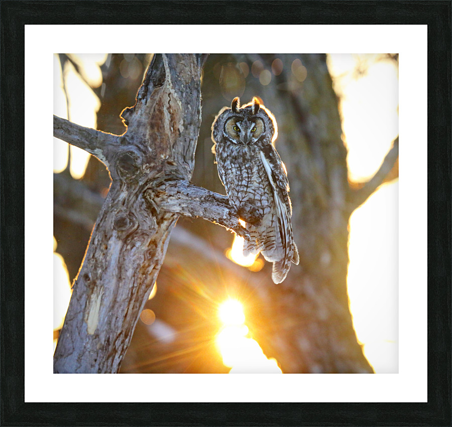 Backlit LEOW  Picture Frame print