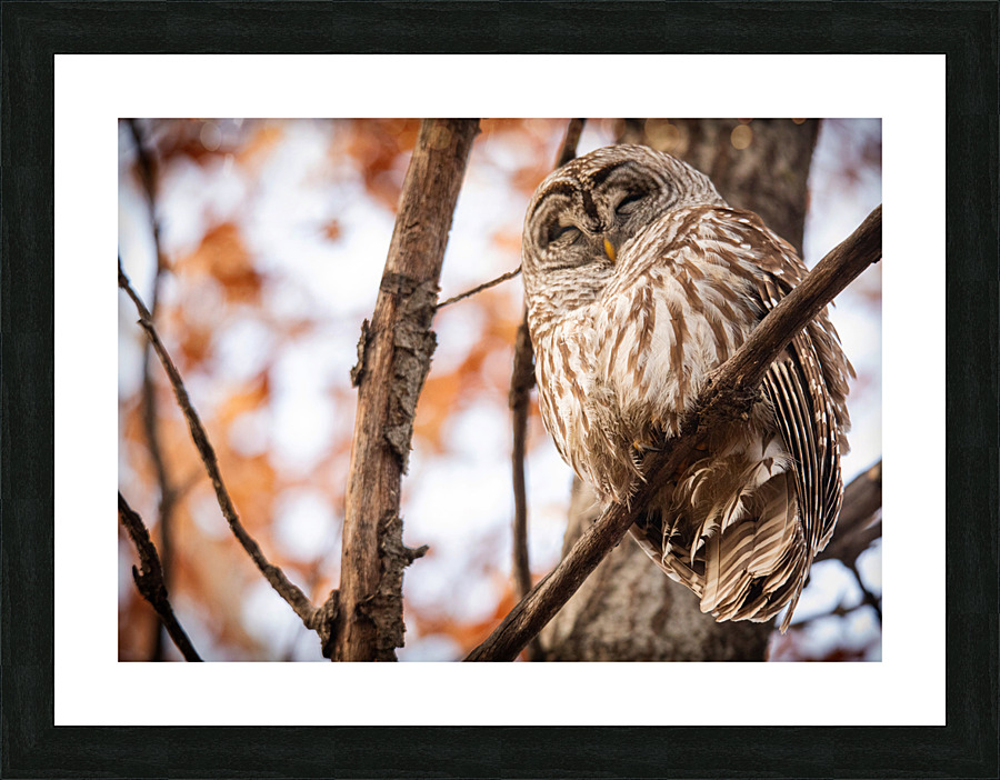 Fall Barred Owl Picture Frame print