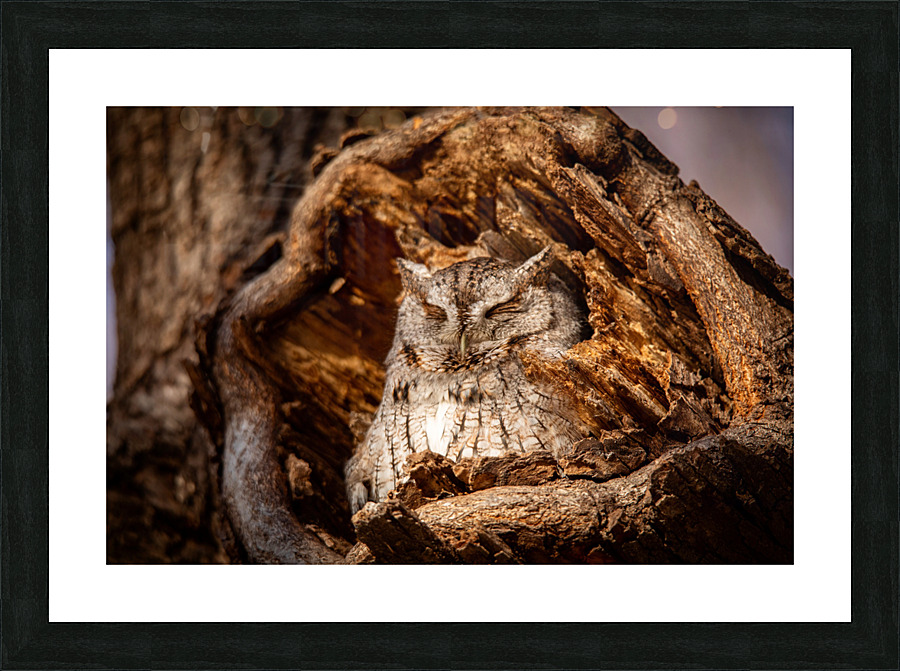 Eastern Screech Owl - Gray Picture Frame print