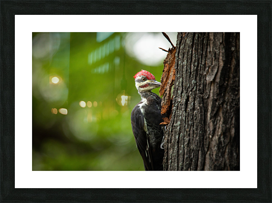 Pileated Punch Picture Frame print