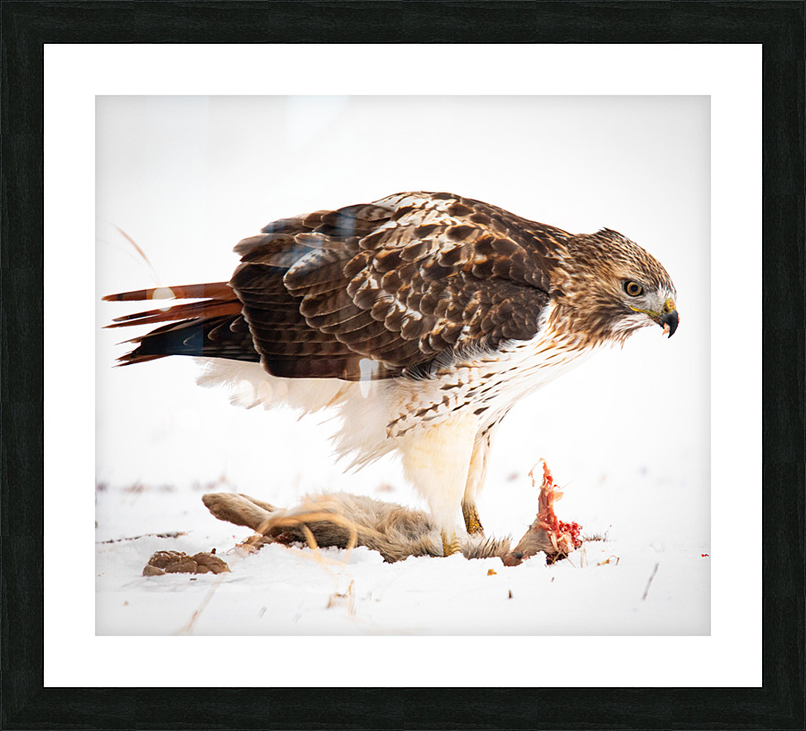 Redtail and Rabbit Picture Frame print
