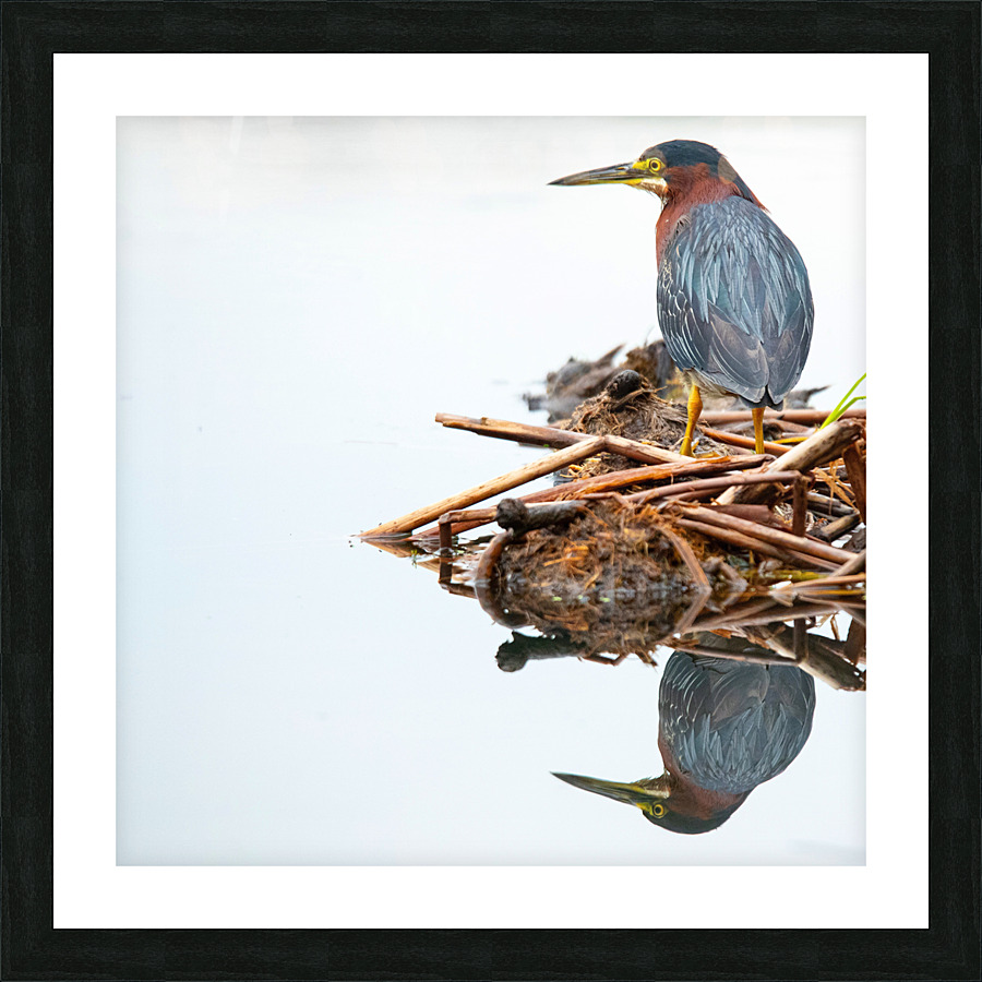 Green Heron Reflection  Picture Frame print