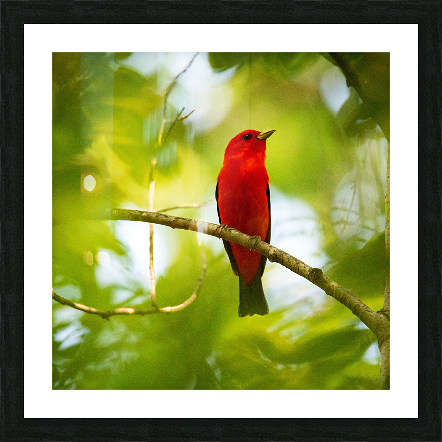 Scarlett Tanager Picture Frame print