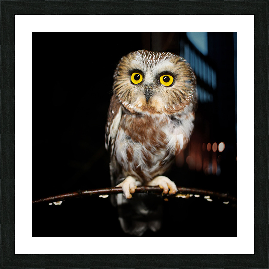 SawWhet Portrait  Picture Frame print