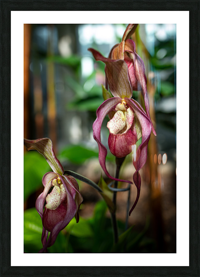 Lady Slipper Picture Frame print