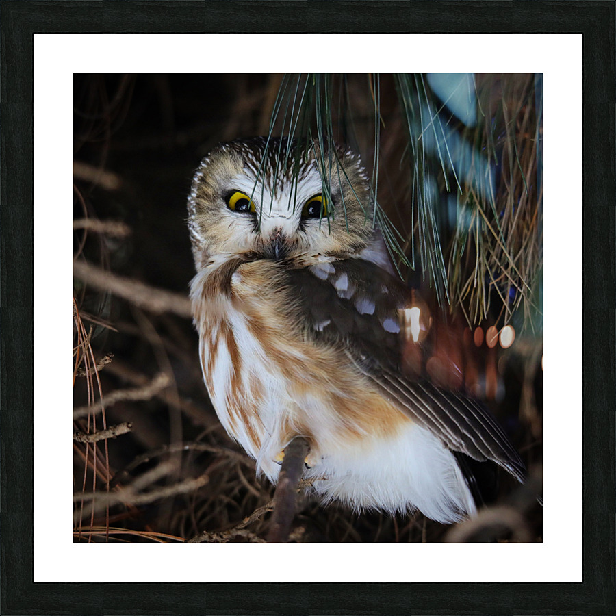 SawWhet Owl Picture Frame print