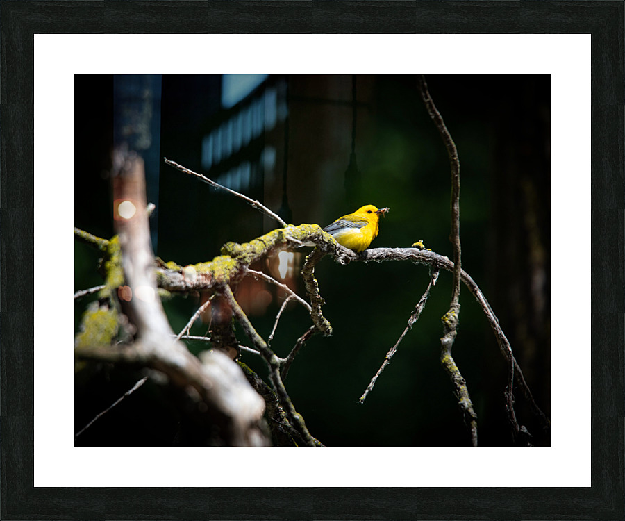Prothonotary Warbler Picture Frame print
