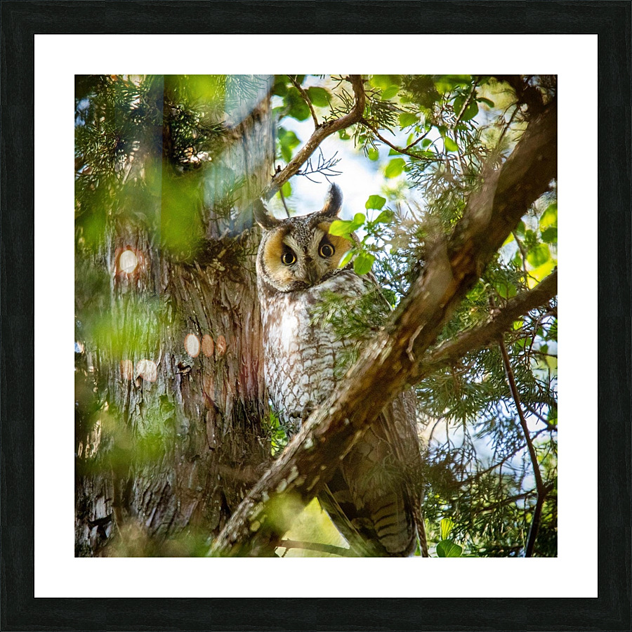 Springtime LEOW Picture Frame print