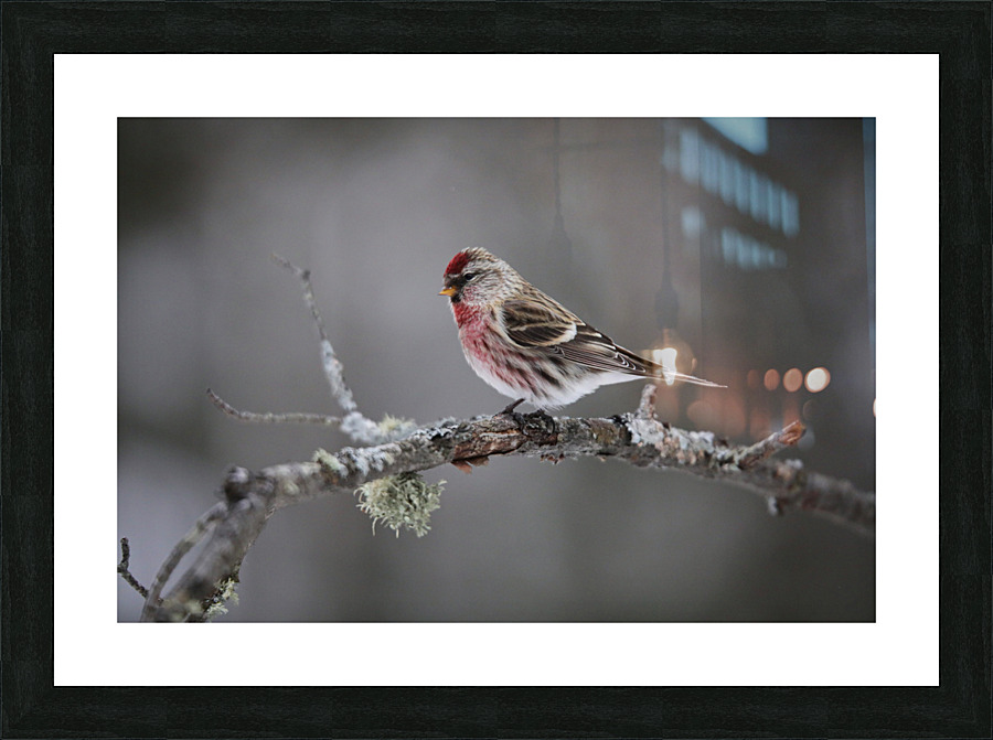 Redpoll Picture Frame print