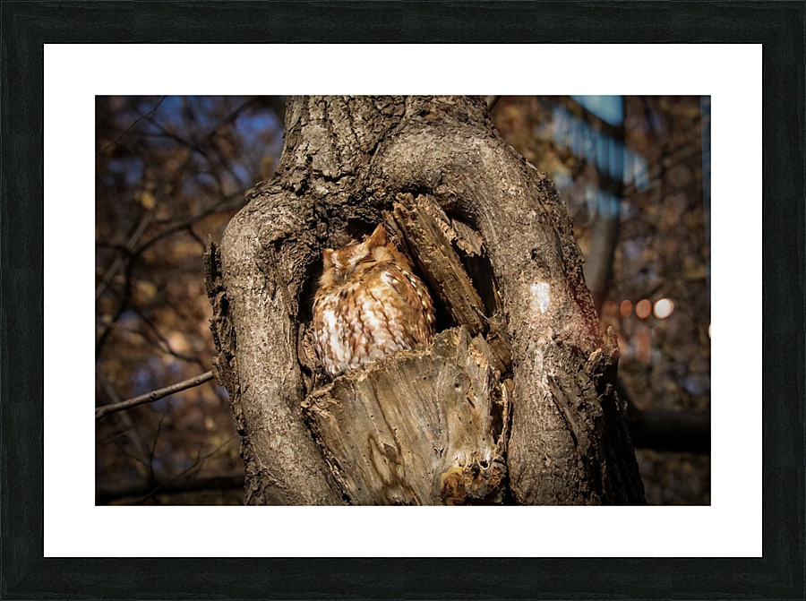 Basking Red Morph  Picture Frame print