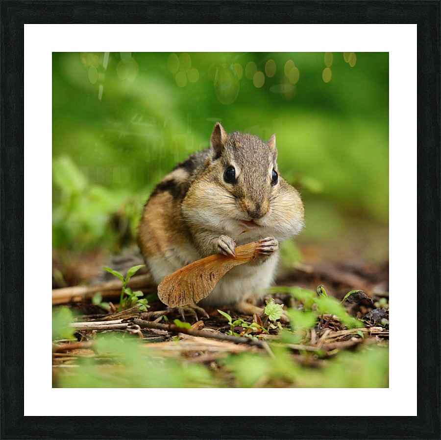 Chipmunk. Stuffed. Picture Frame print