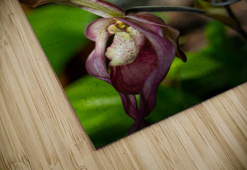 Lady Slipper Witch puzzle