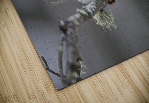Redpoll Witch puzzle