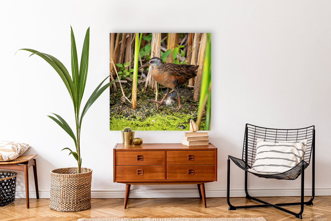 Strolling Virginia Rail Reproduction