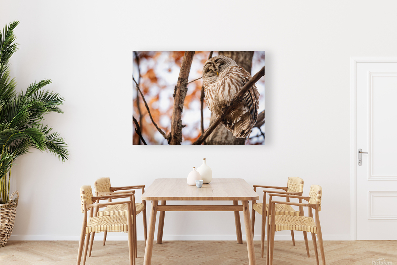 Fall Barred Owl Reproduction