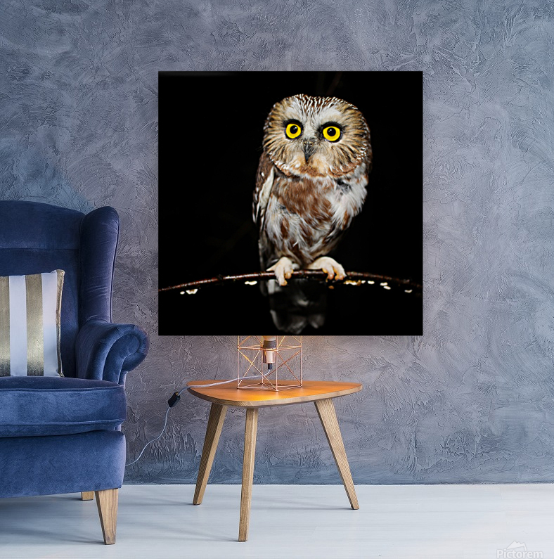 SawWhet Portrait  Reproduction