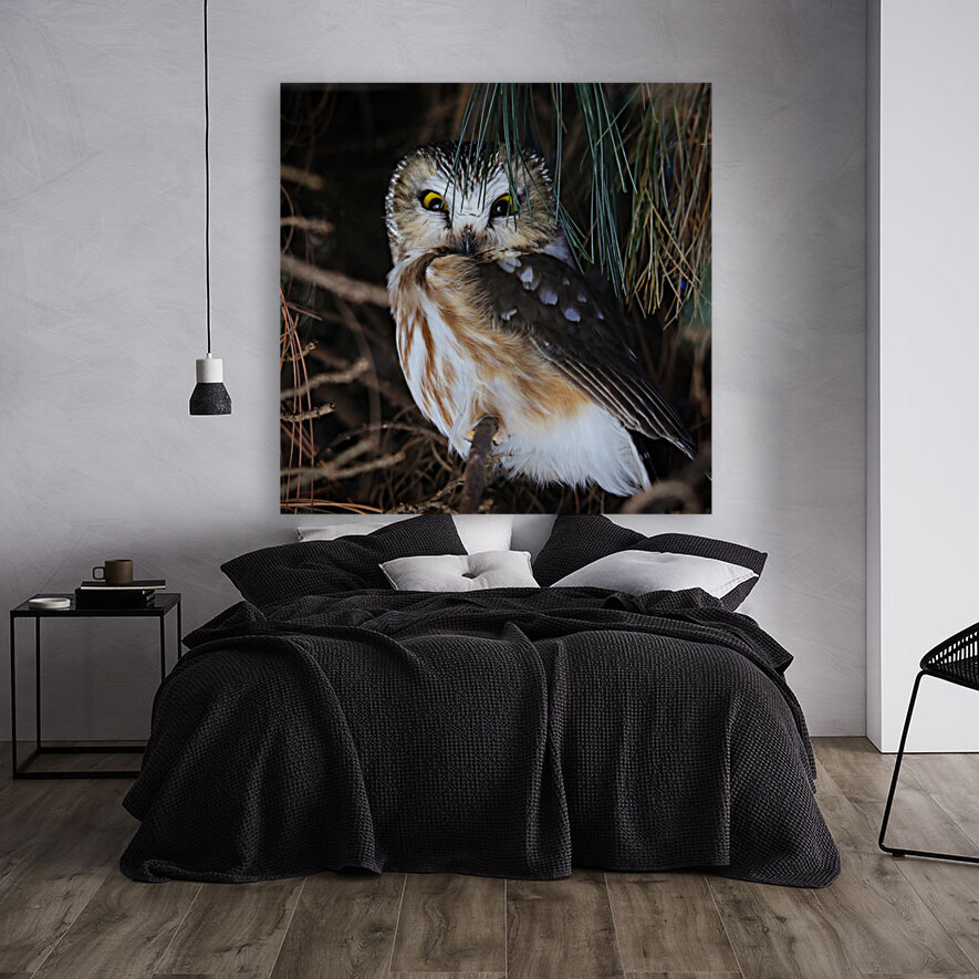 SawWhet Owl Reproduction