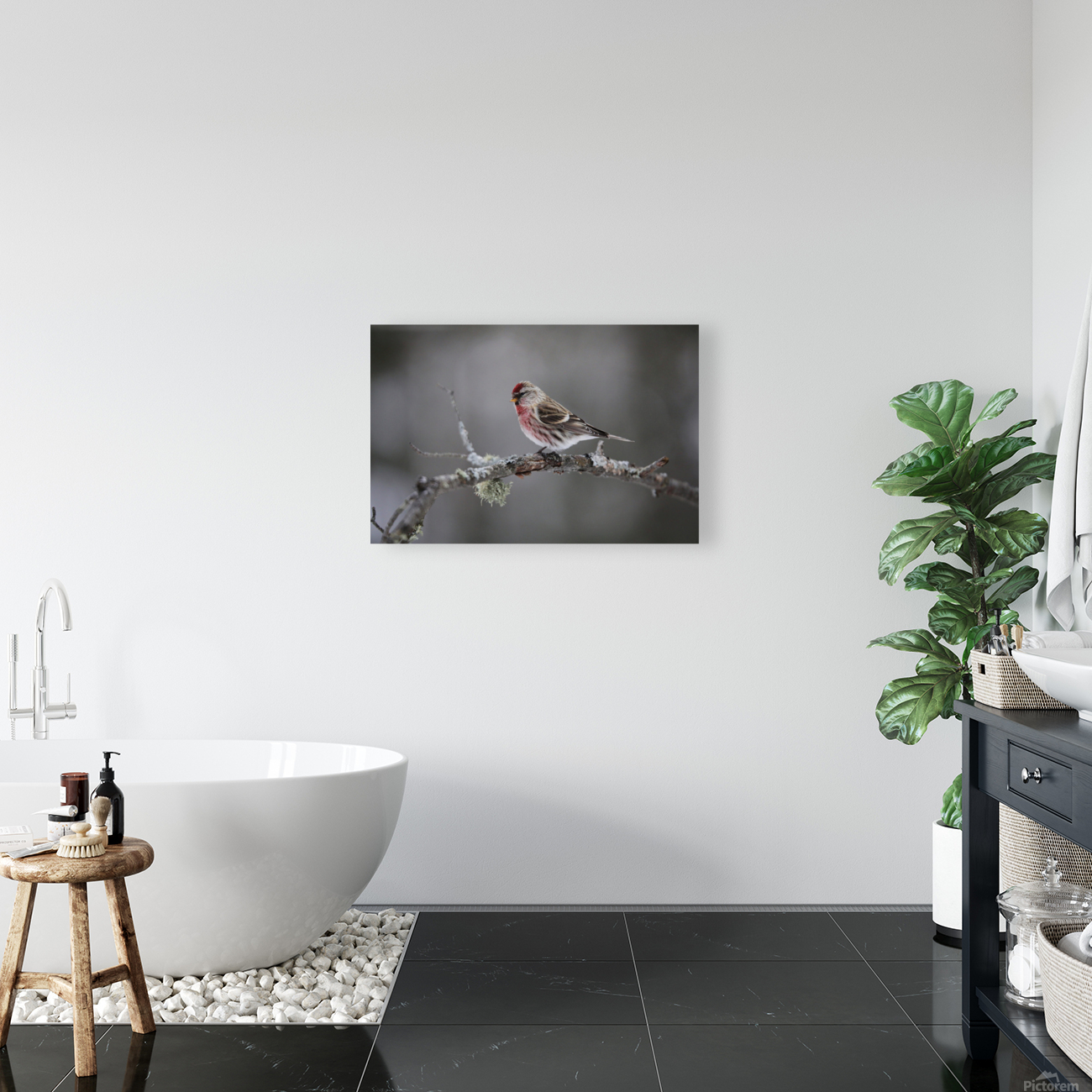 Redpoll Reproduction