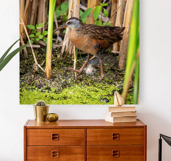 Strolling Virginia Rail by Witch