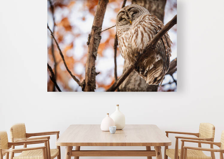 Fall Barred Owl by Witch