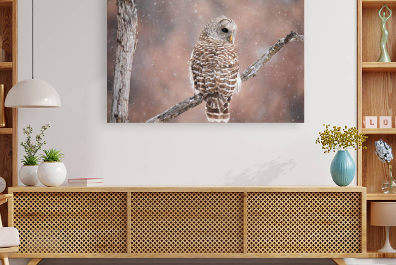 Barred Owl Winter Wonderland 2 by Witch