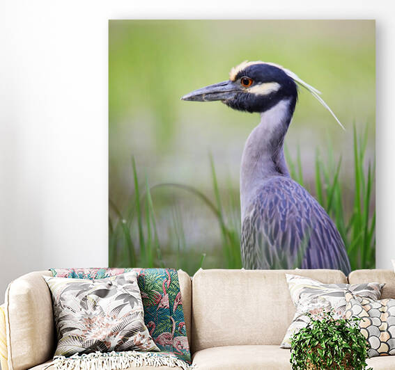 Yellow Crowned Night Heron by Witch