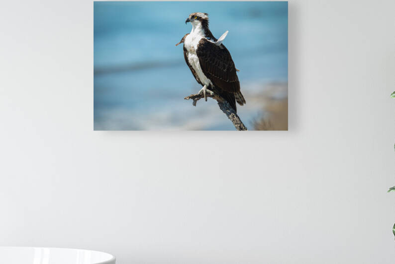 California Coast Osprey by Witch