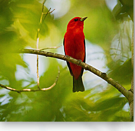 Scarlett Tanager by Witch