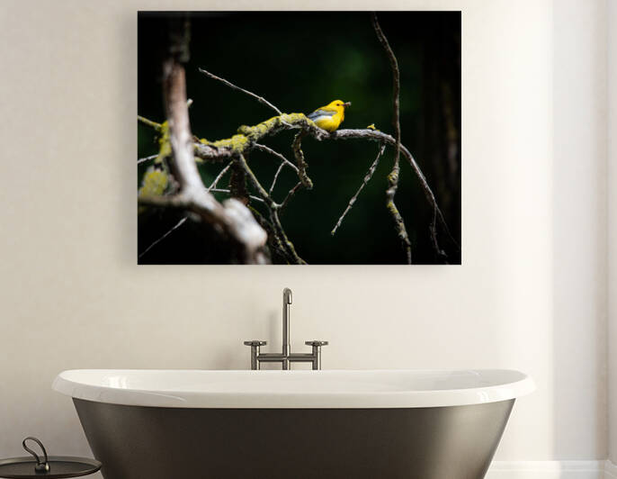 Prothonotary Warbler by Witch
