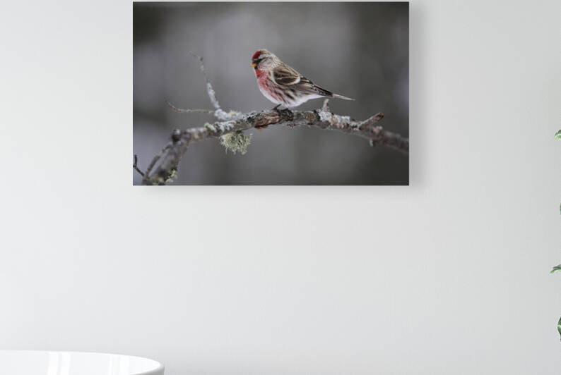 Redpoll by Witch