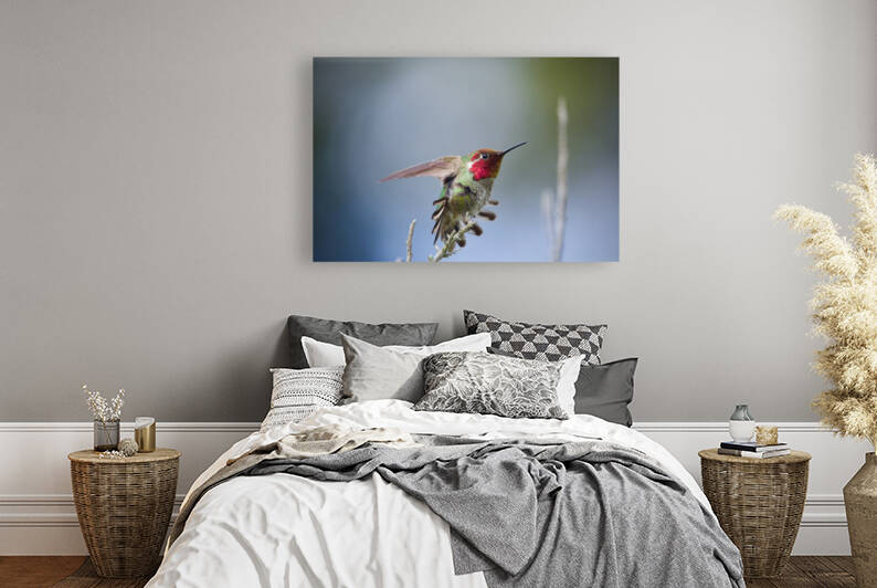 Anna’s Hummingbird  by Witch