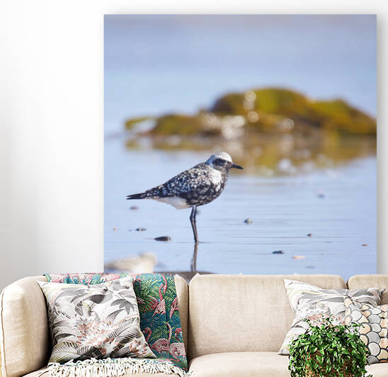 Black Bellied Plover.  by Witch