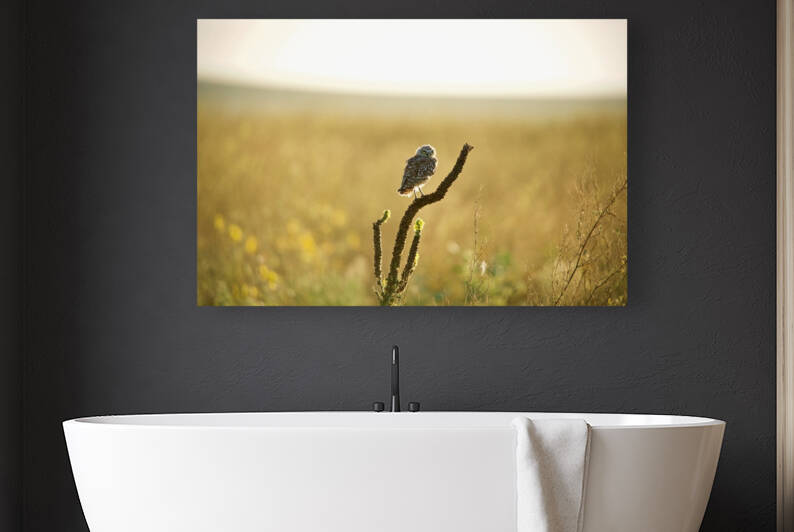 Badlands Basking Baby Burrowing Owl by Witch