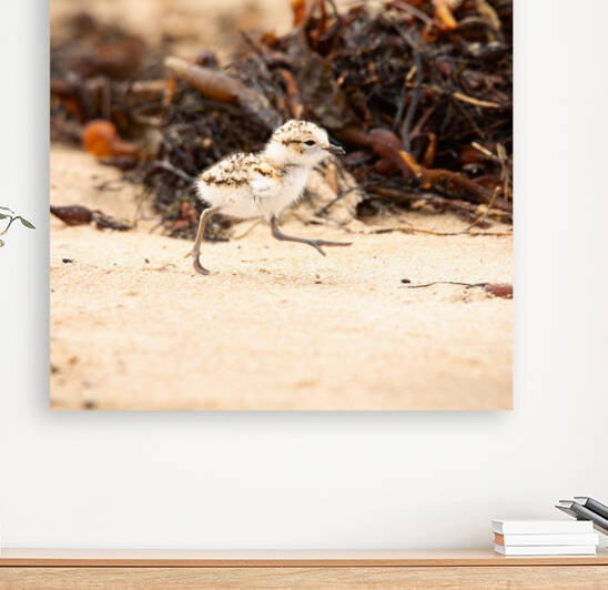 Strolling Baby Snowy Plover by Witch