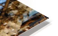 Frozen LEOW HD Metal print