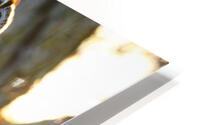 Backlit LEOW  HD Metal print
