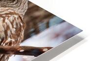 Fall Barred Owl HD Metal print