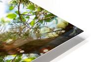Springtime LEOW HD Metal print