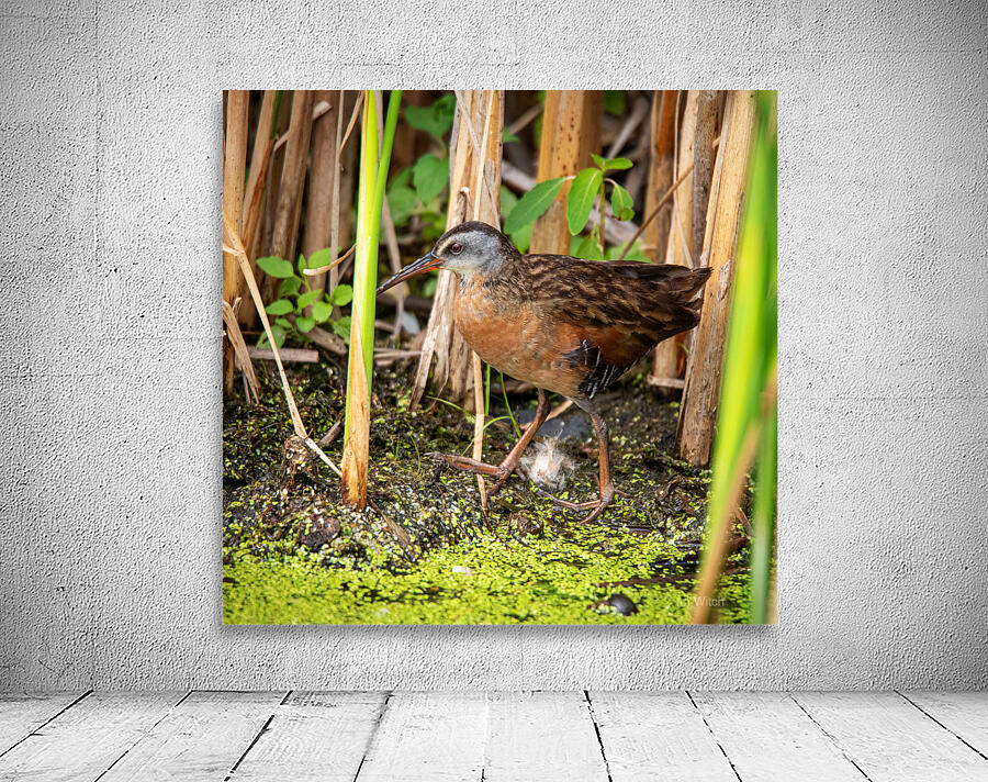 Strolling Virginia Rail Wall Preview