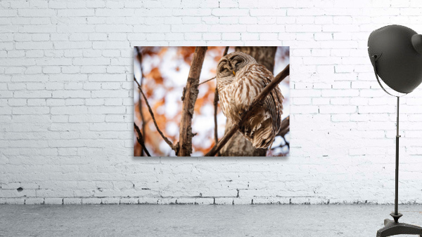 Fall Barred Owl Wall Preview