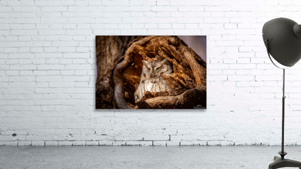 Eastern Screech Owl - Gray Wall Preview